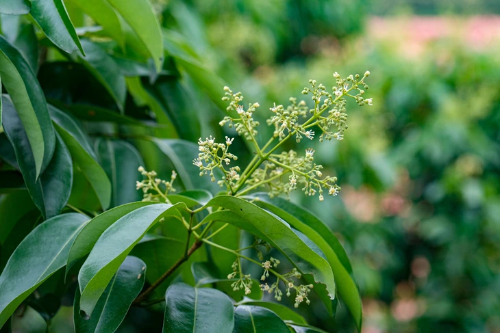 vải thiều - Ảnh 2.