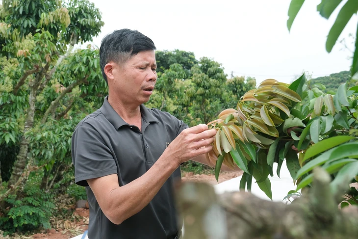 vải thiều - Ảnh 4.