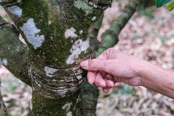 vải thiều - Ảnh 3.