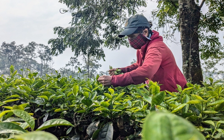 Tỉnh yêu cầu giữ 62,7ha chè làm du lịch, Công ty chè Biển Hồ nói gì? - Ảnh 2.