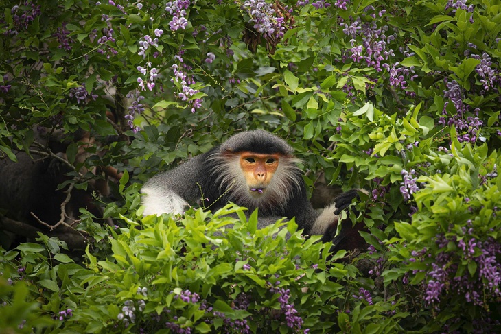 Sơn Trà - Ảnh 10.