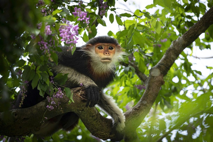 Sơn Trà - Ảnh 11.