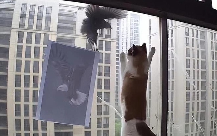 Thử thách 'kẹp chân leo cột đèn' là gì mà phải... né lẹ? - Ảnh 4.