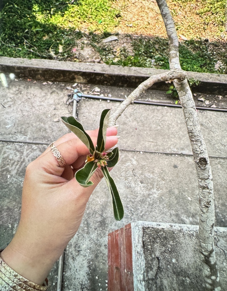 mủ hoa sứ - Ảnh 2.