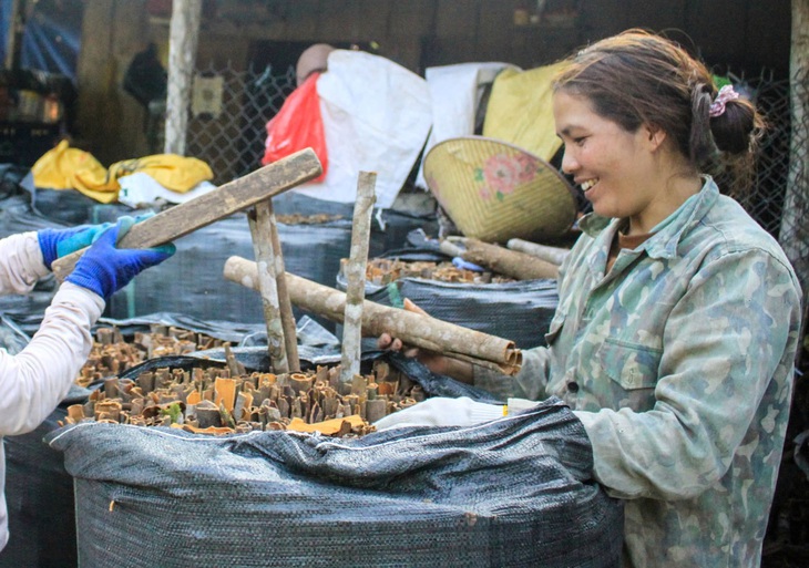 quế Trà Bồng - Ảnh 4.