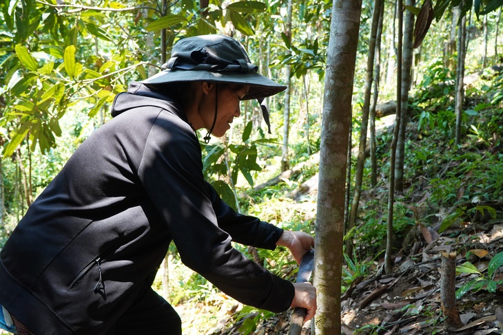 quế Trà Bồng - Ảnh 2.