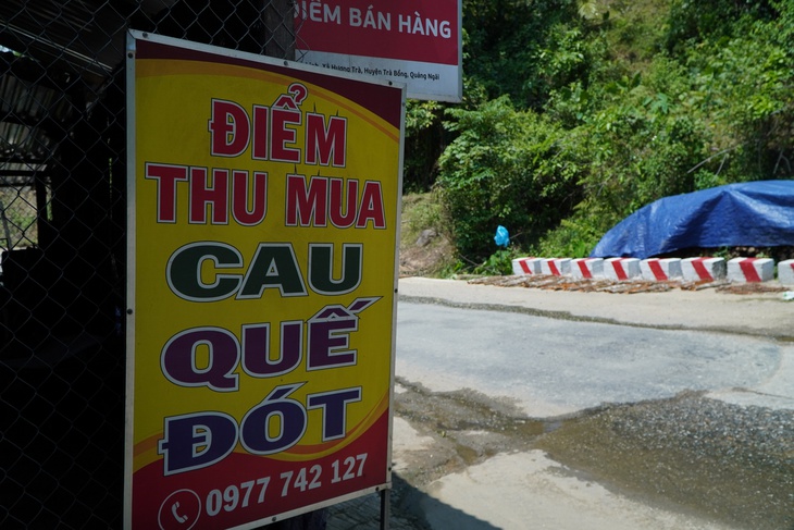 quế Trà Bồng - Ảnh 5.