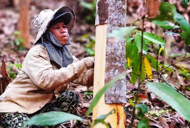 quế Trà Bồng - Ảnh 3.