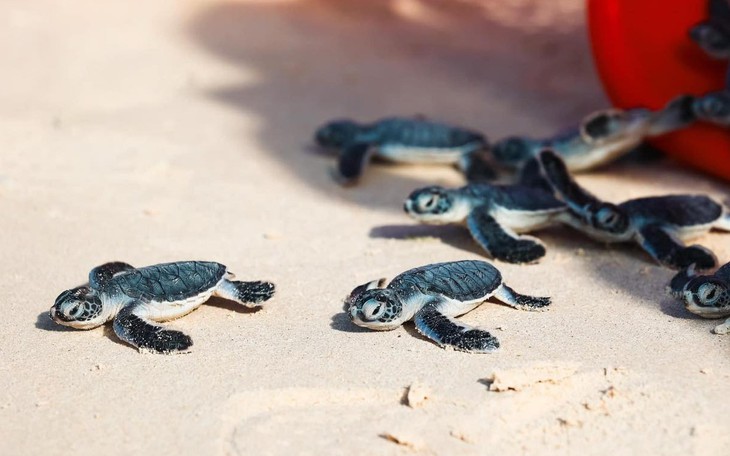 Việt Nam có đủ mọi thứ - Ảnh 1.