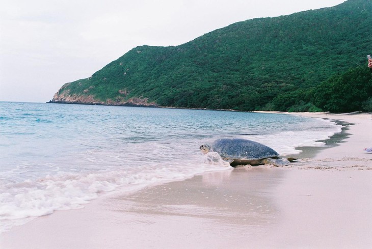 thả rùa biển - Ảnh 2.