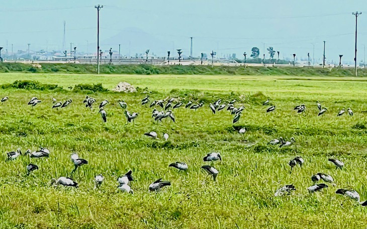 Chim trời: giá trị không phải trên bàn ăn - Ảnh 3.