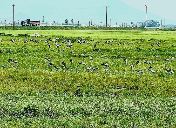 Xuất hiện đàn chim trời với hàng trăm con trên cánh đồng ở Hà Tĩnh - Ảnh 2.