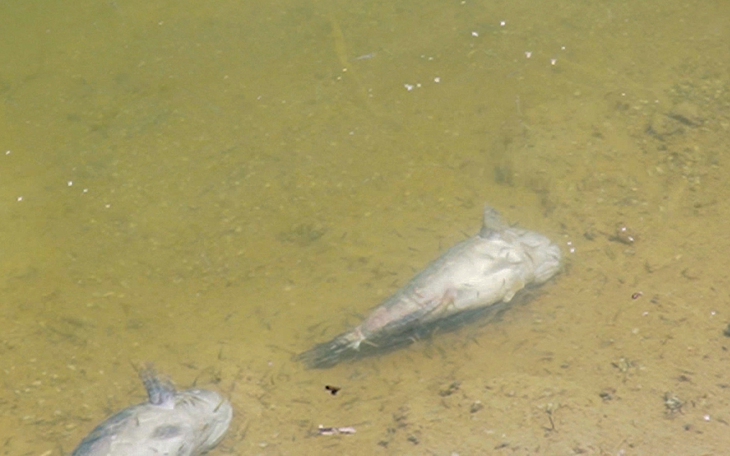 Đem cá chết đến họp dân, người nuôi cá đề nghị làm rõ ảnh hưởng dự án sân bay Cà Mau - Ảnh 3.