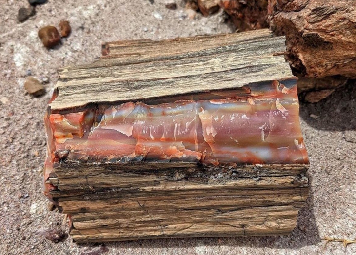 hóa thạch - Ảnh 2.