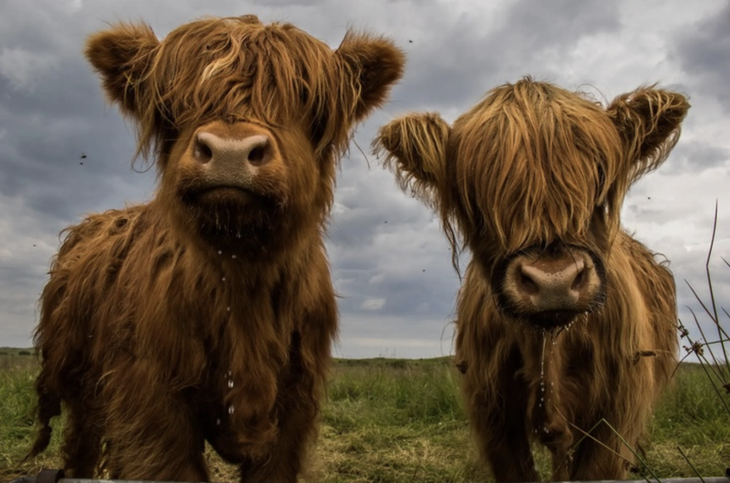 Những chú bò bị chủ 'làm xấu đi' để né mấy tay săn ảnh - Ảnh 2.