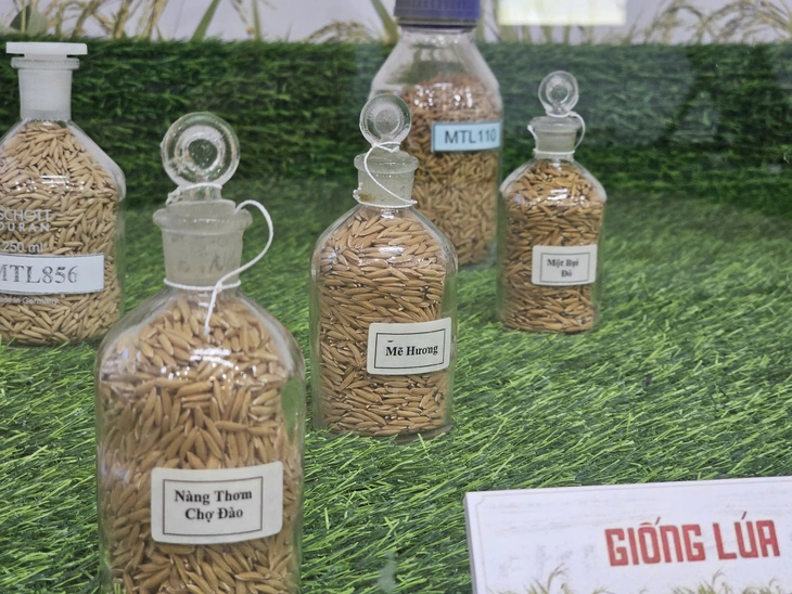 Bảo tàng lúa nước - Ảnh 8.