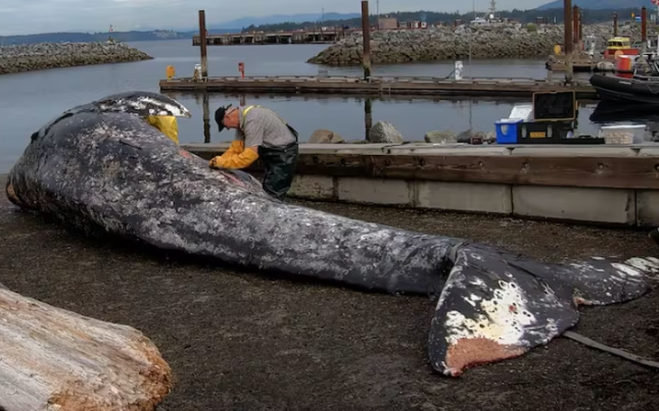 Đức nỗ lực giải cứu cá voi nặng 12 tấn mắc kẹt 1 tháng trên bãi cát   - Ảnh 3.