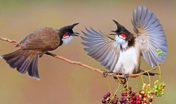 chim chào mào - Ảnh 2.