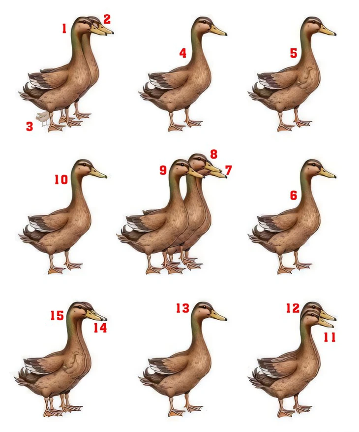 tinh mắt - Ảnh 2.