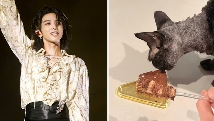 mèo ăn bánh chocolate - Ảnh 1.