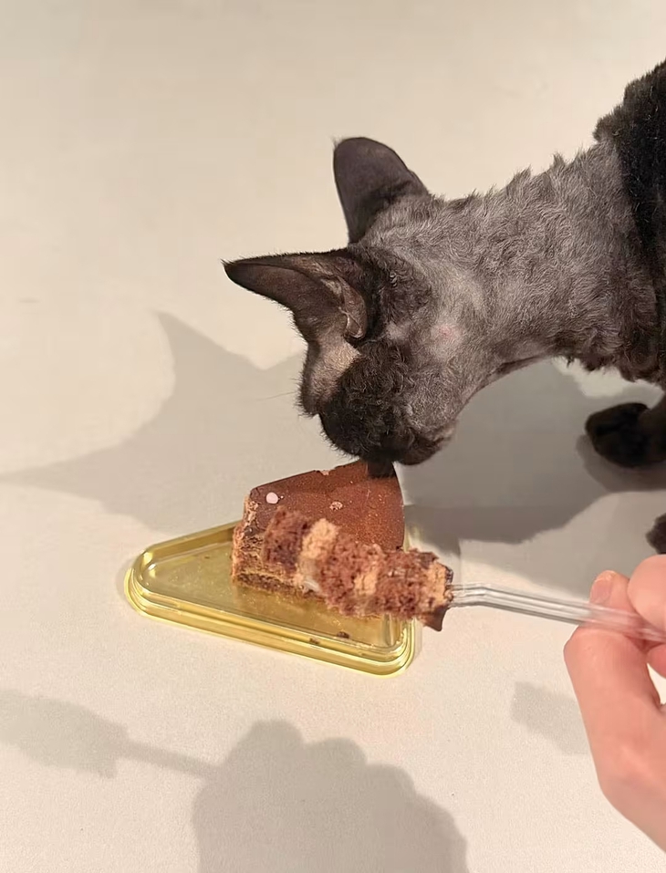 Nam ca sĩ Trung Quốc bị 'ném đá' vì để mèo ăn bánh chocolate - Ảnh 2.