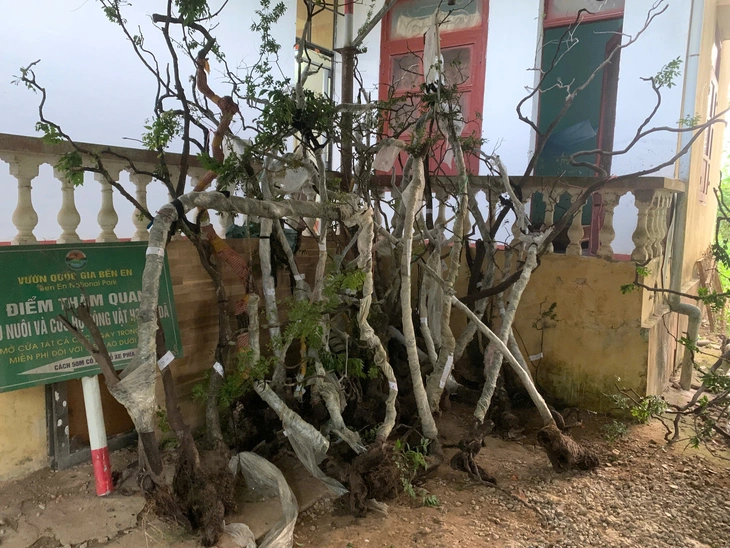 muội hồng - Ảnh 2.