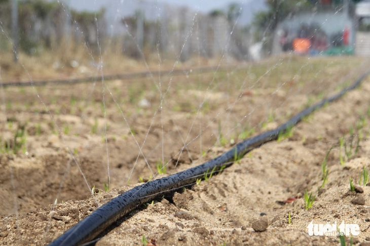 Nước về 'rốn hạn', hồi sinh vùng đất khát ở Ninh Thuận - Ảnh 3.