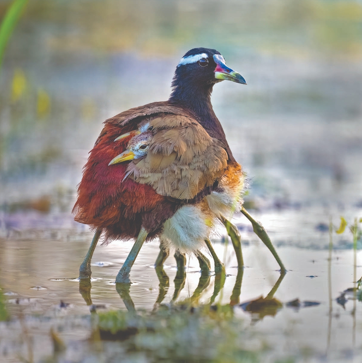 pháo hoa - Ảnh 2.