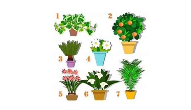 quiz - Ảnh 1.