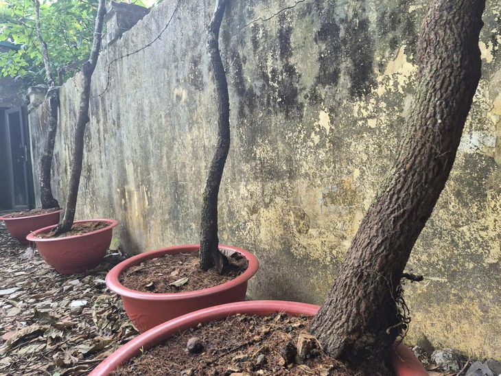 cây muội hồng - Ảnh 2.