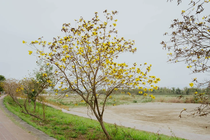 Cạnh tranh với anh đào Nhật Bản, Đài Loan cũng 'bùng nổ' tour du lịch theo mùa hoa - Ảnh 2.