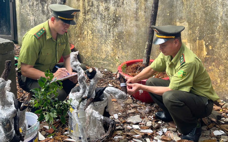 Cây muội hồng bị thổi giá, Cục Lâm nghiệp và Kiểm Lâm chỉ đạo ngăn chặn, mua bán trái phép - Ảnh 3.
