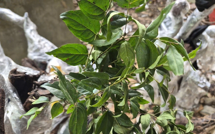 Muội hồng và những cơn sốt lặp lại - Ảnh 2.