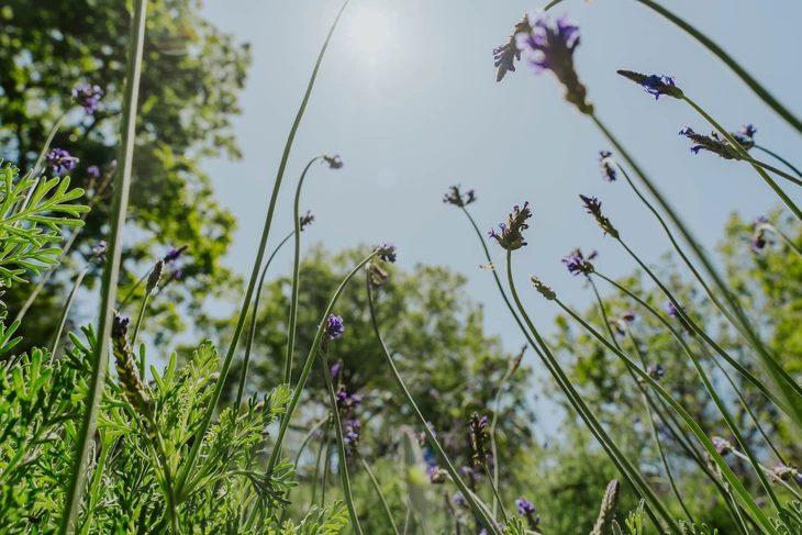 Tour du lịch theo mùa hoa - Ảnh 2.