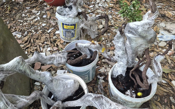 Thanh Hóa sẽ đưa cây muội hồng về vườn quốc gia, khu bảo tồn chăm sóc - Ảnh 2.