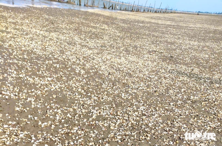 Vì sao hàng trăm tấn ngao bất ngờ chết trắng bãi nuôi - Ảnh 2.