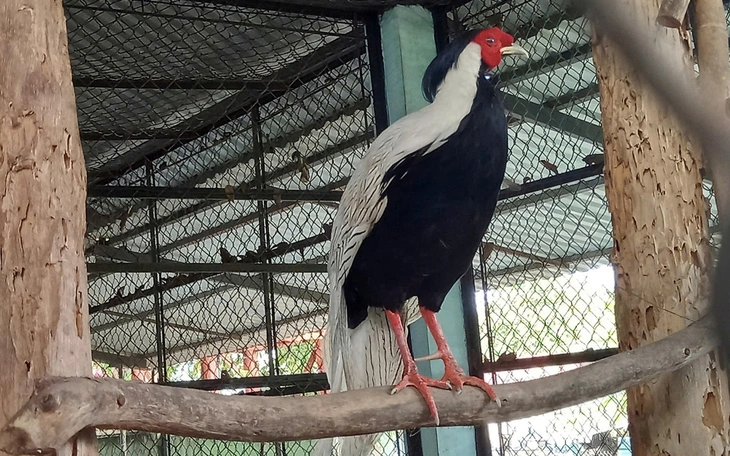 Thả chim công, khỉ mặt đỏ, kỳ đà vân quý hiếm về rừng - Ảnh 5.