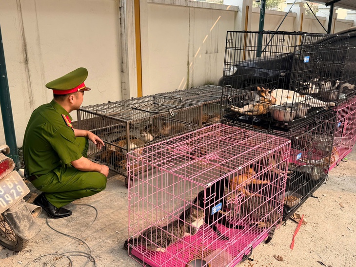 trộm mèo - Ảnh 2.