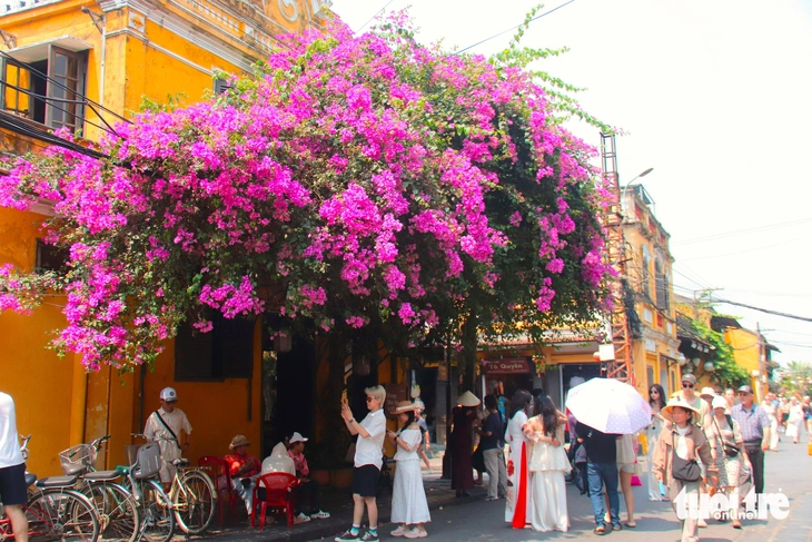 Hoa giấy nhuộm sắc phố cổ Hội An, du khách mê mẩn check-in - Ảnh 3.