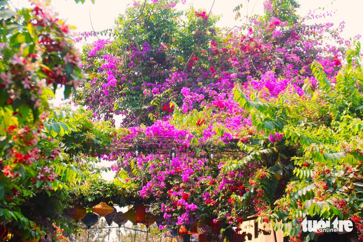 Hoa giấy nhuộm sắc phố cổ Hội An, du khách mê mẩn check-in - Ảnh 5.