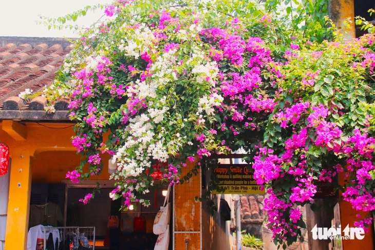 hoa giấy - Ảnh 11.