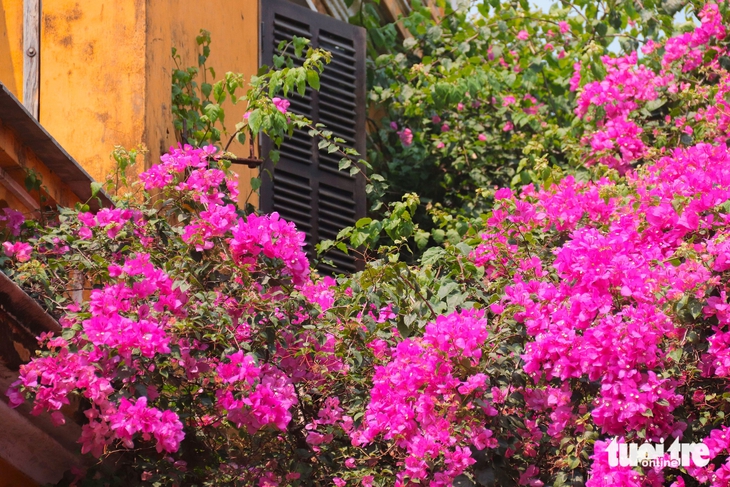 hoa giấy - Ảnh 12.