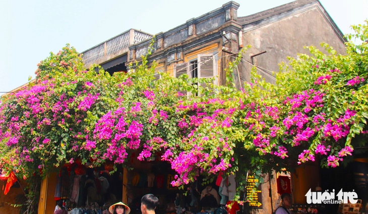 hoa giấy - Ảnh 13.