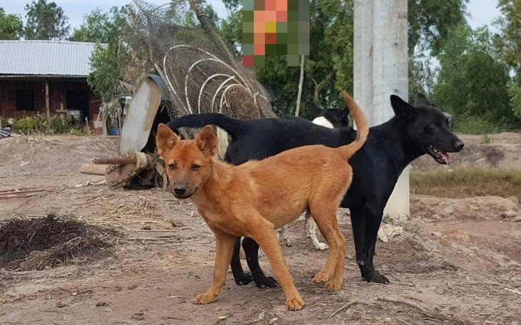 Chó nghi dại cắn liên tiếp 5 người ở Phú Yên - Ảnh 2.