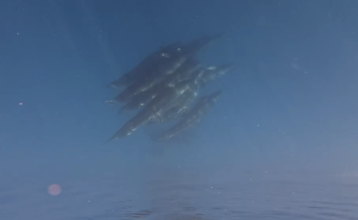 Cá voi - Ảnh 3.