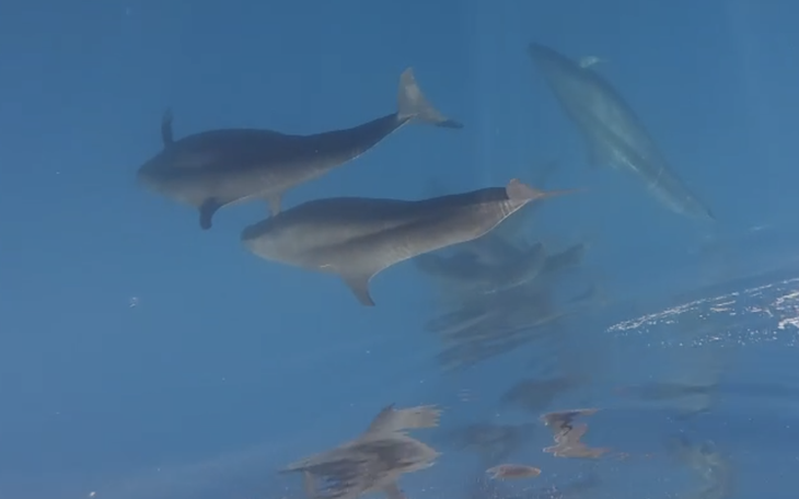 Cá voi bơi lội tung tăng ở biển Mũi Né - Ảnh 3.