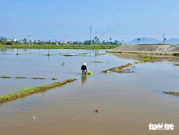 Đề nghị hỗ trợ người dân có đất lúa bị nhiễm mặn - Ảnh 2.