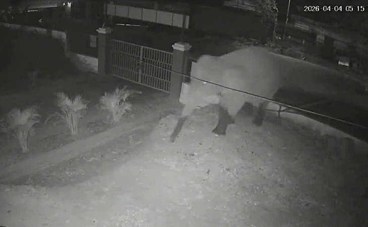 Voi rừng phá rào thép, 'đột nhập' trường học ở Sơn La - Ảnh 1.