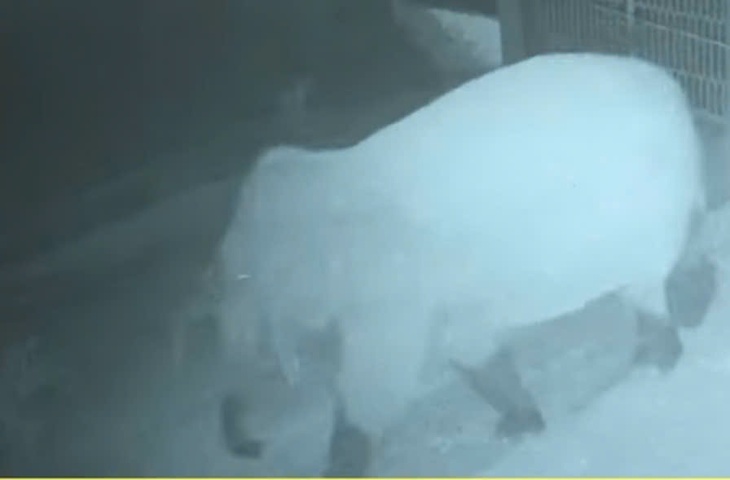 Voi rừng phá rào thép, 'đột nhập' trường học ở Sơn La - Ảnh 2.