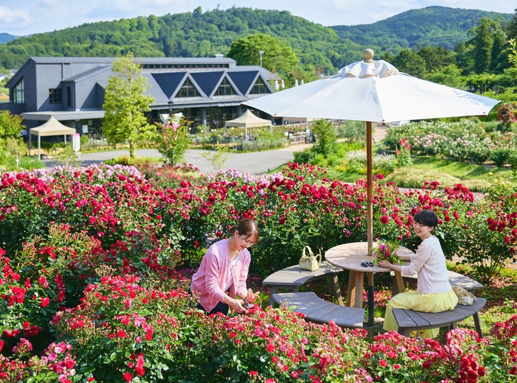 Khám phá mùa hoa rực rỡ tại vùng Kanto, Nhật Bản - Ảnh 2.